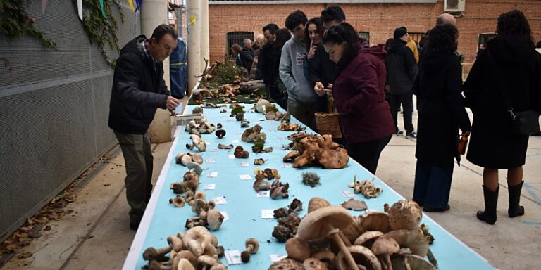 Buen balance de las jornadas micológicas de Boecillo pese al intempestivo fin de semana y al mal año para las setas